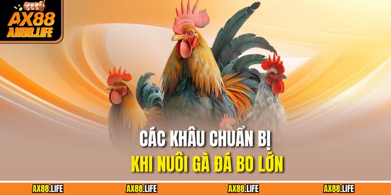 Các khâu chuẩn bị khi nuôi gà đá bo lớn