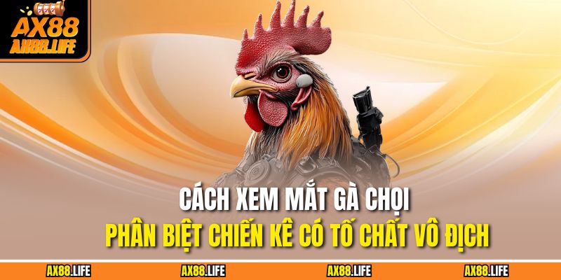 Cách Xem Mắt Gà Chọi