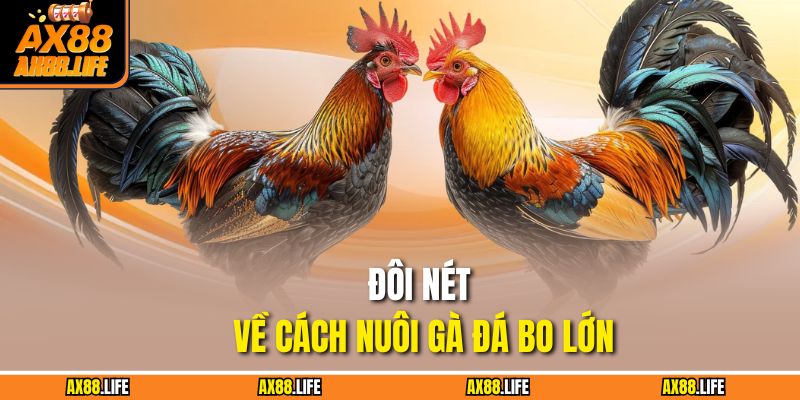 Đôi nét về cách nuôi gà đá bo lớn