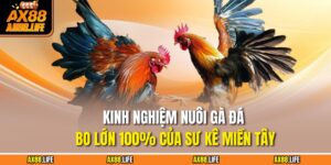 Nuôi Gà Đá Bo Lớn