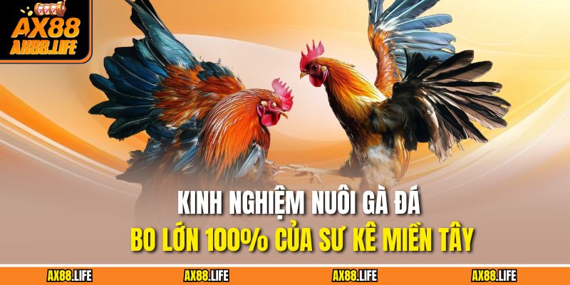 Nuôi Gà Đá Bo Lớn