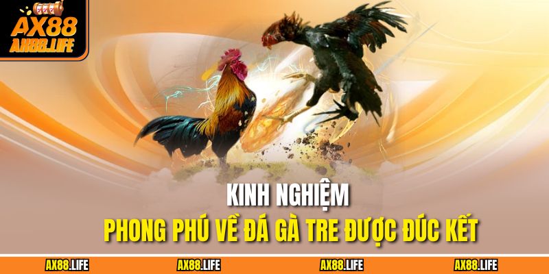 Kinh nghiệm phong phú về đá gà tre được đúc kết