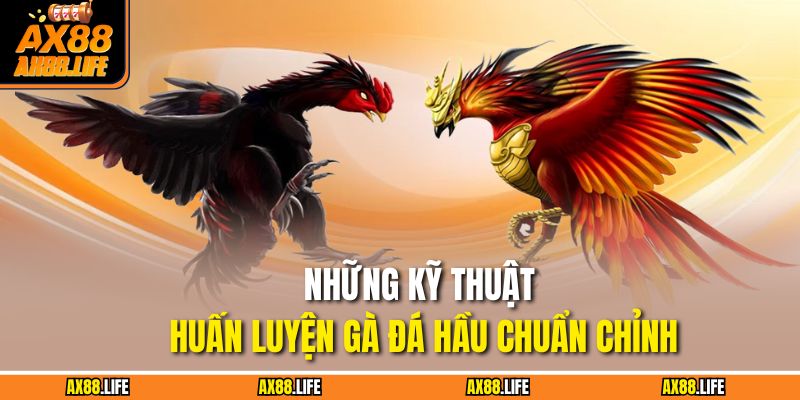 Những kỹ thuật huấn luyện gà đá hầu chuẩn chỉnh